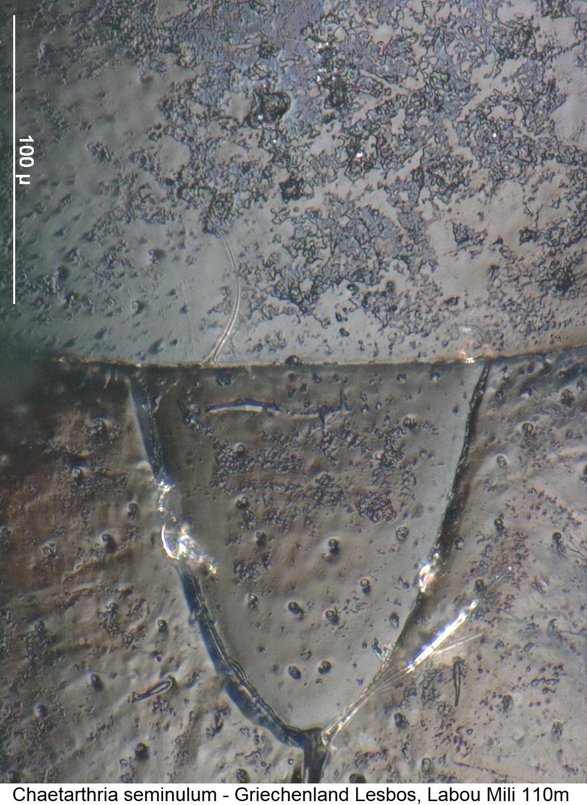 chaetarthria_seminulum_scut.jpg