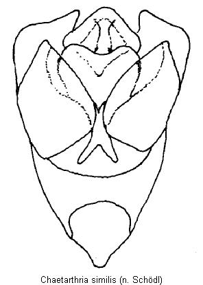 chaetarthria_similis.jpg