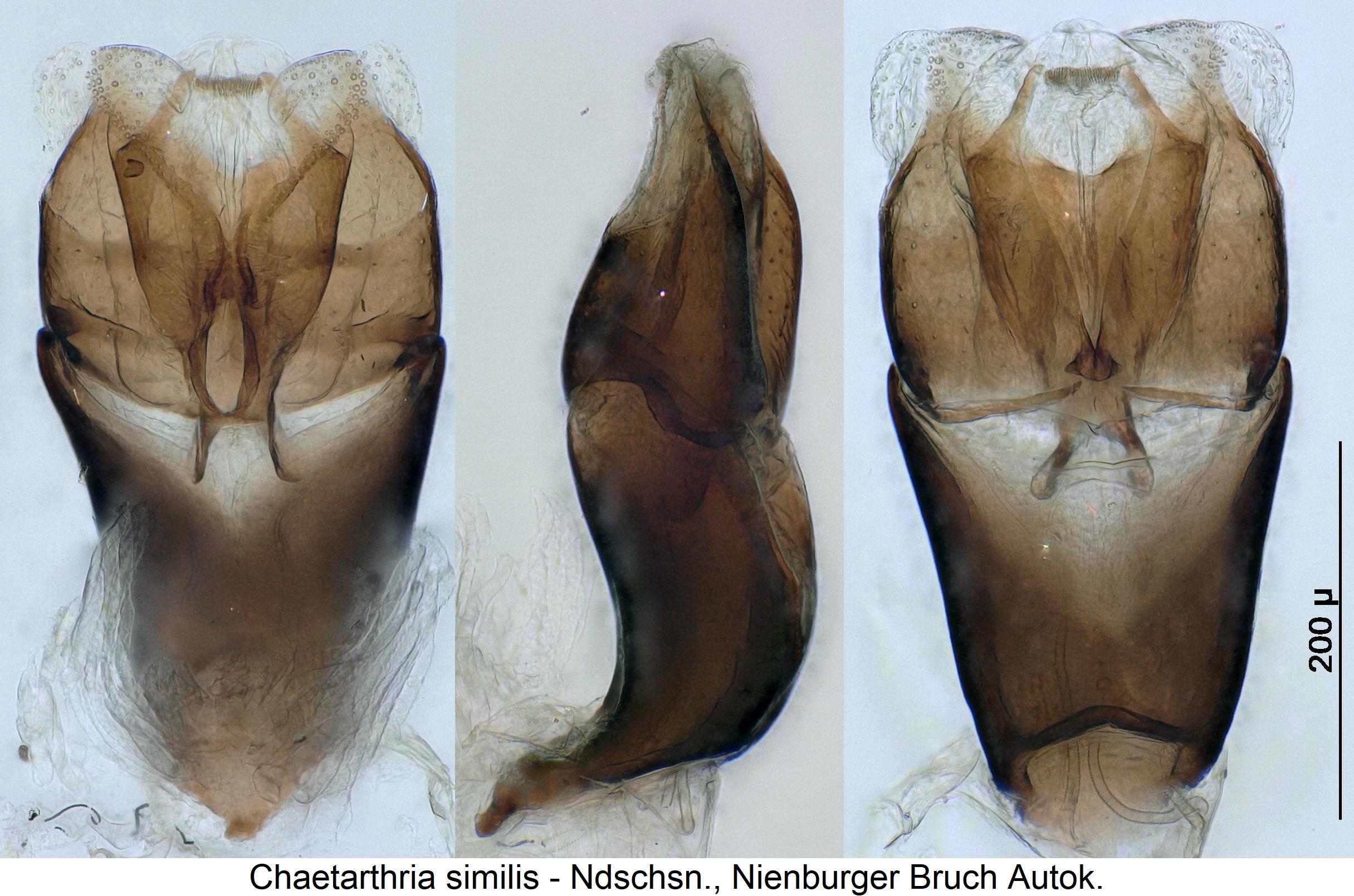 chaetarthria_similis1.jpg