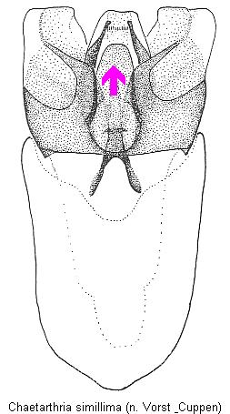 chaetarthria_simillima.jpg