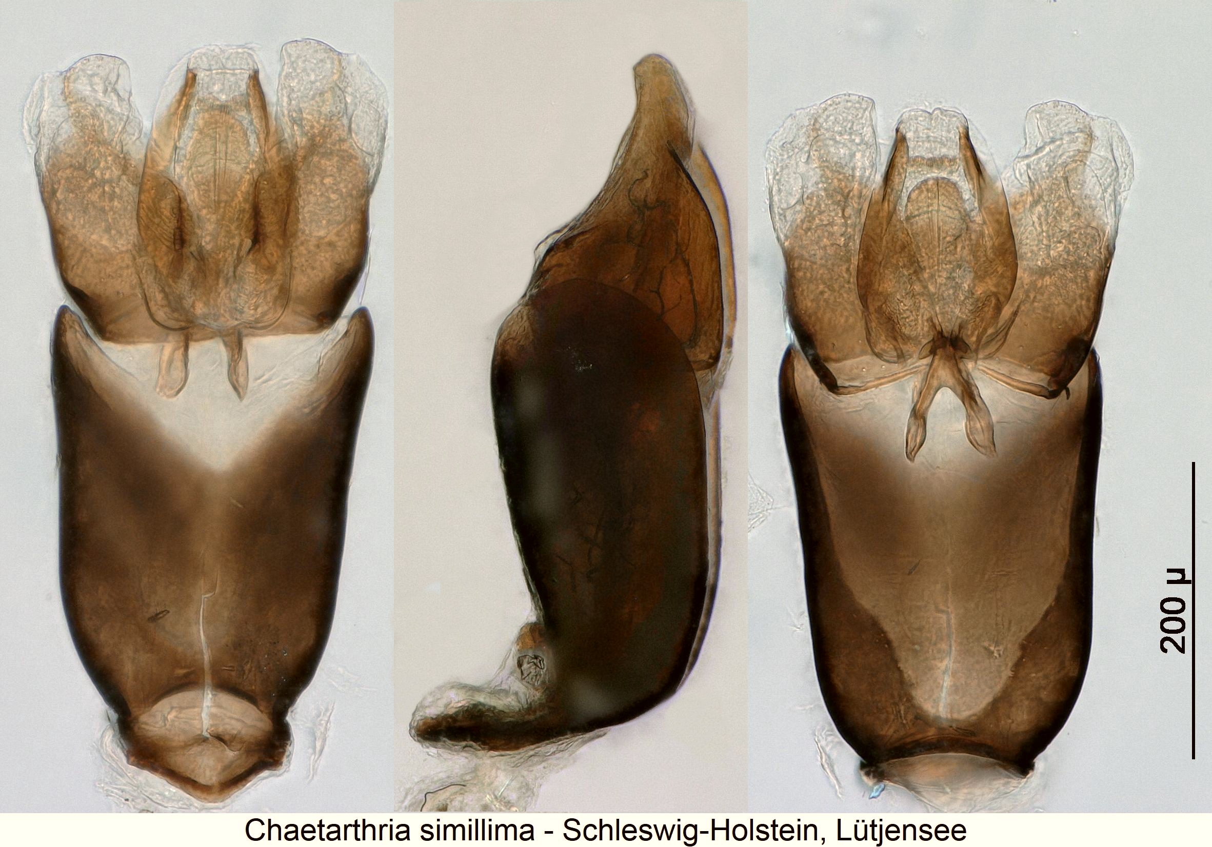chaetarthria_simillima2.jpg