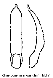 chaetocnema_angustula.gif