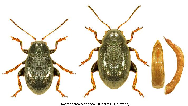 chaetocnema_arenacea.jpg