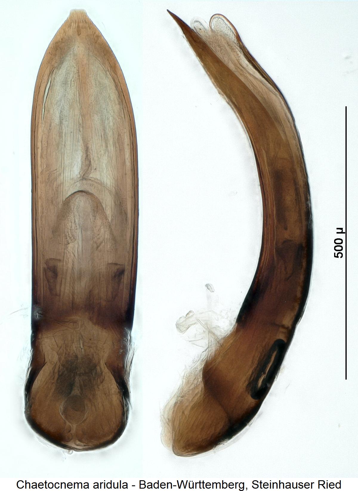 chaetocnema_aridula.jpg