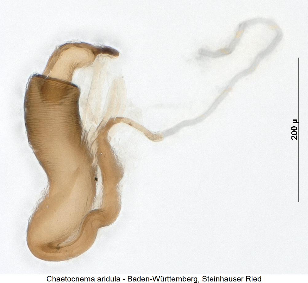 chaetocnema_aridula_sperm1.jpg