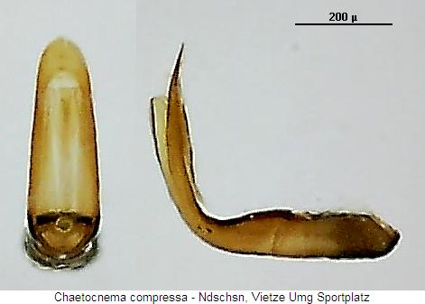 chaetocnema_compressa.jpg