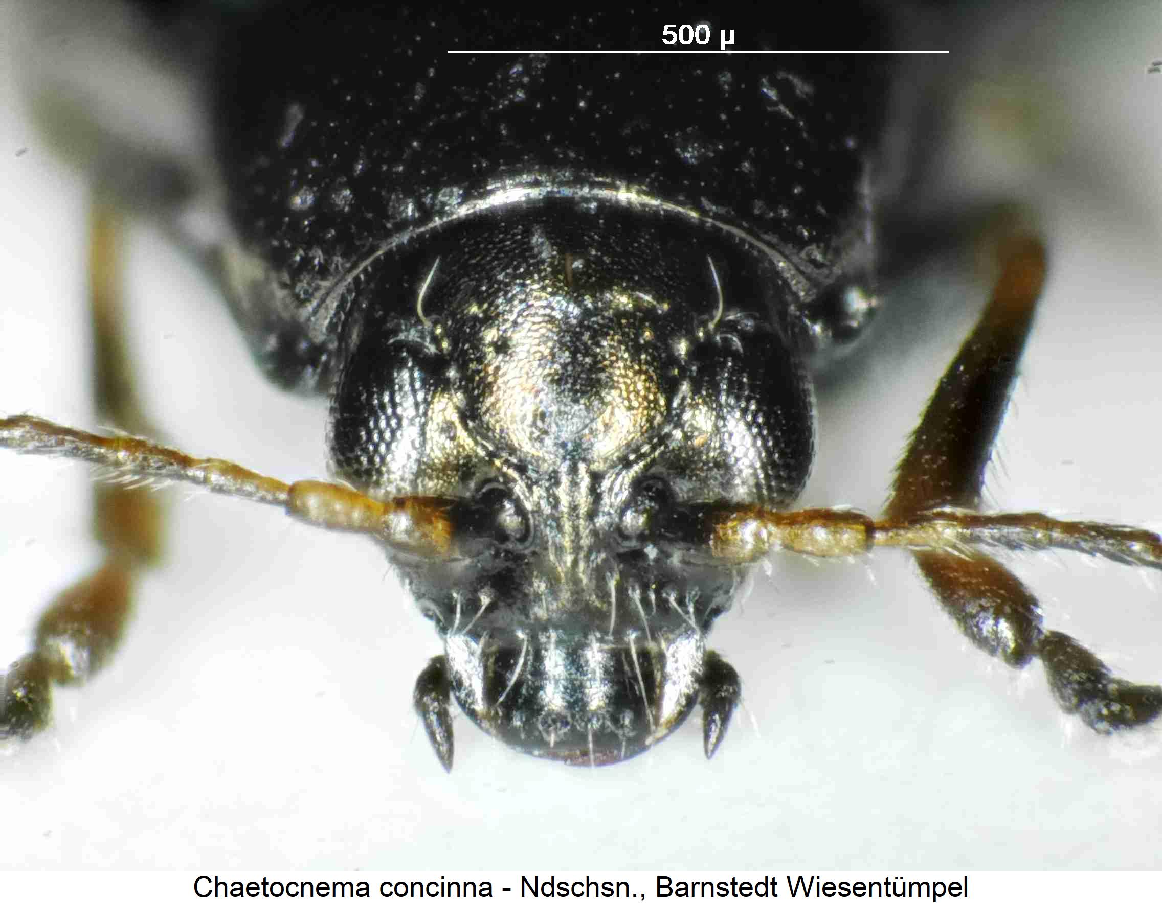 chaetocnema_concinna_k.jpg