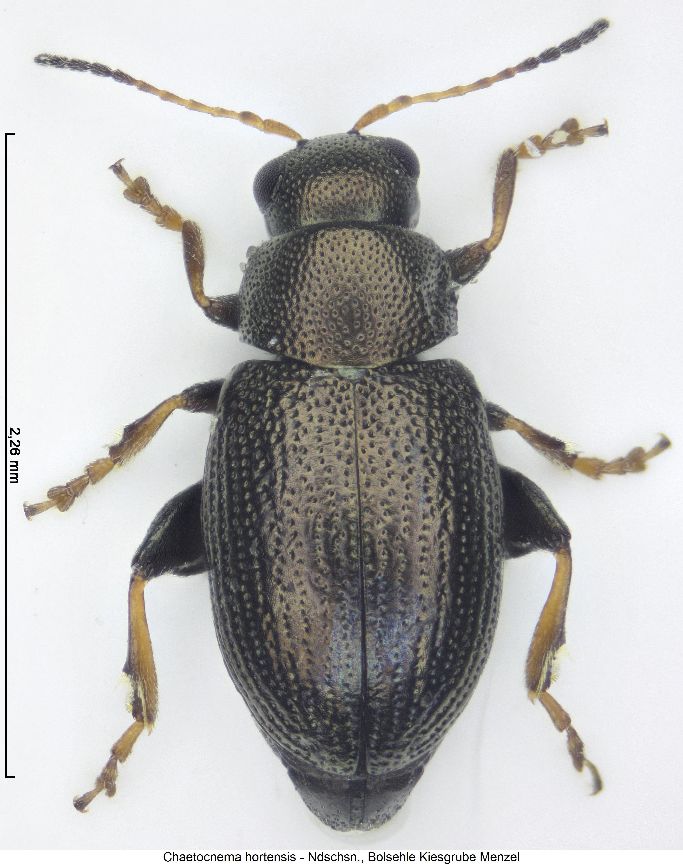 chaetocnema_hortensis_hab.jpg