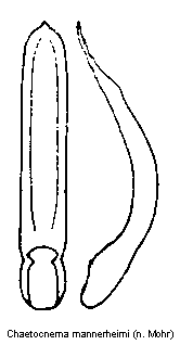 chaetocnema_mannerheimi.gif