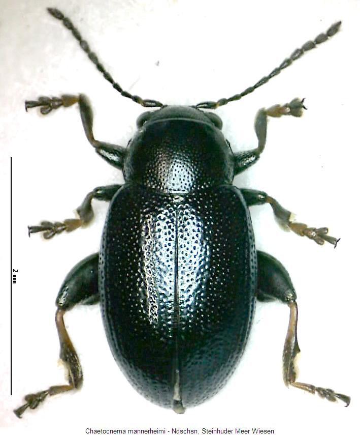 chaetocnema_mannerheimi_hab.jpg