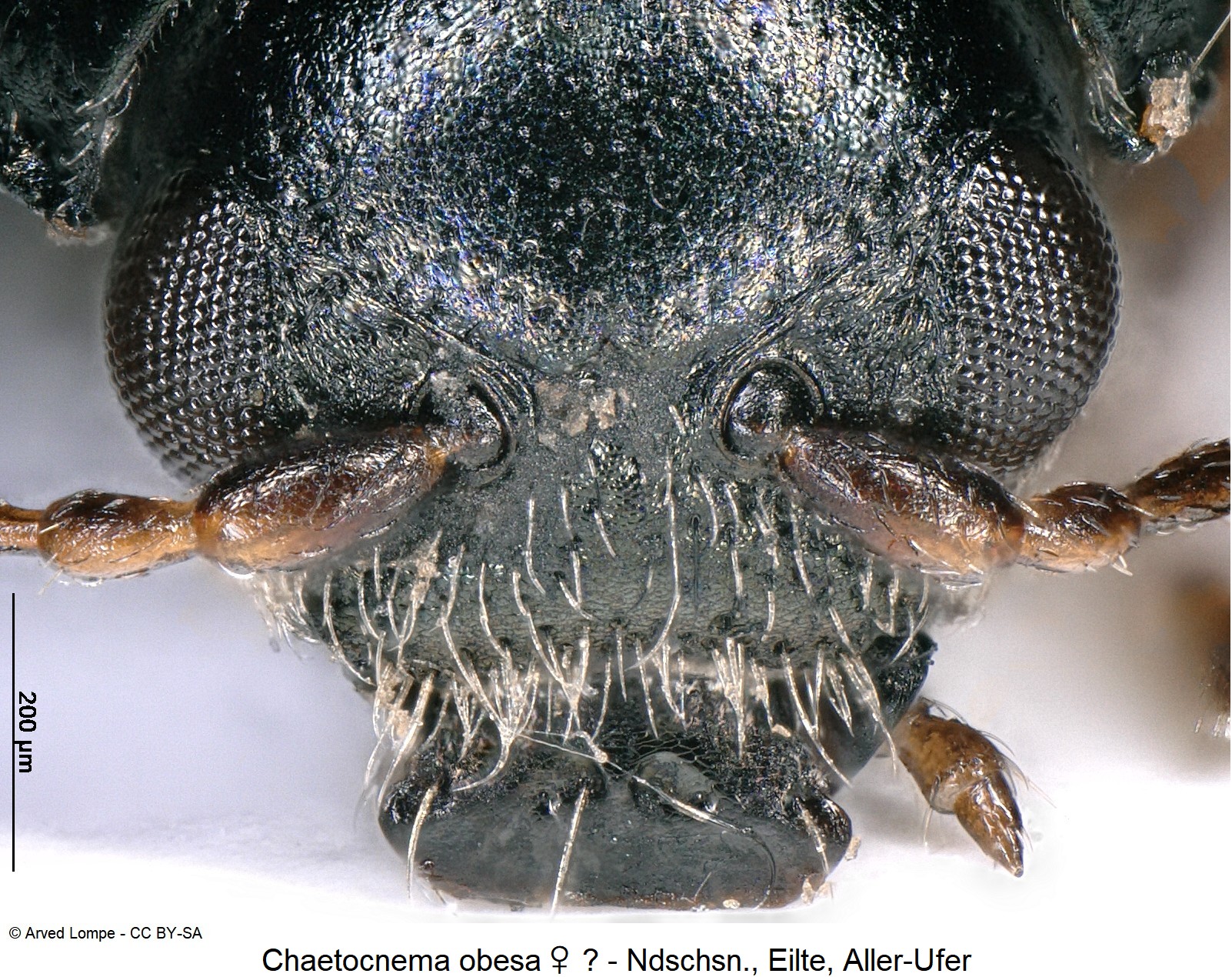 chaetocnema_obesa_ck37164146_k.jpg