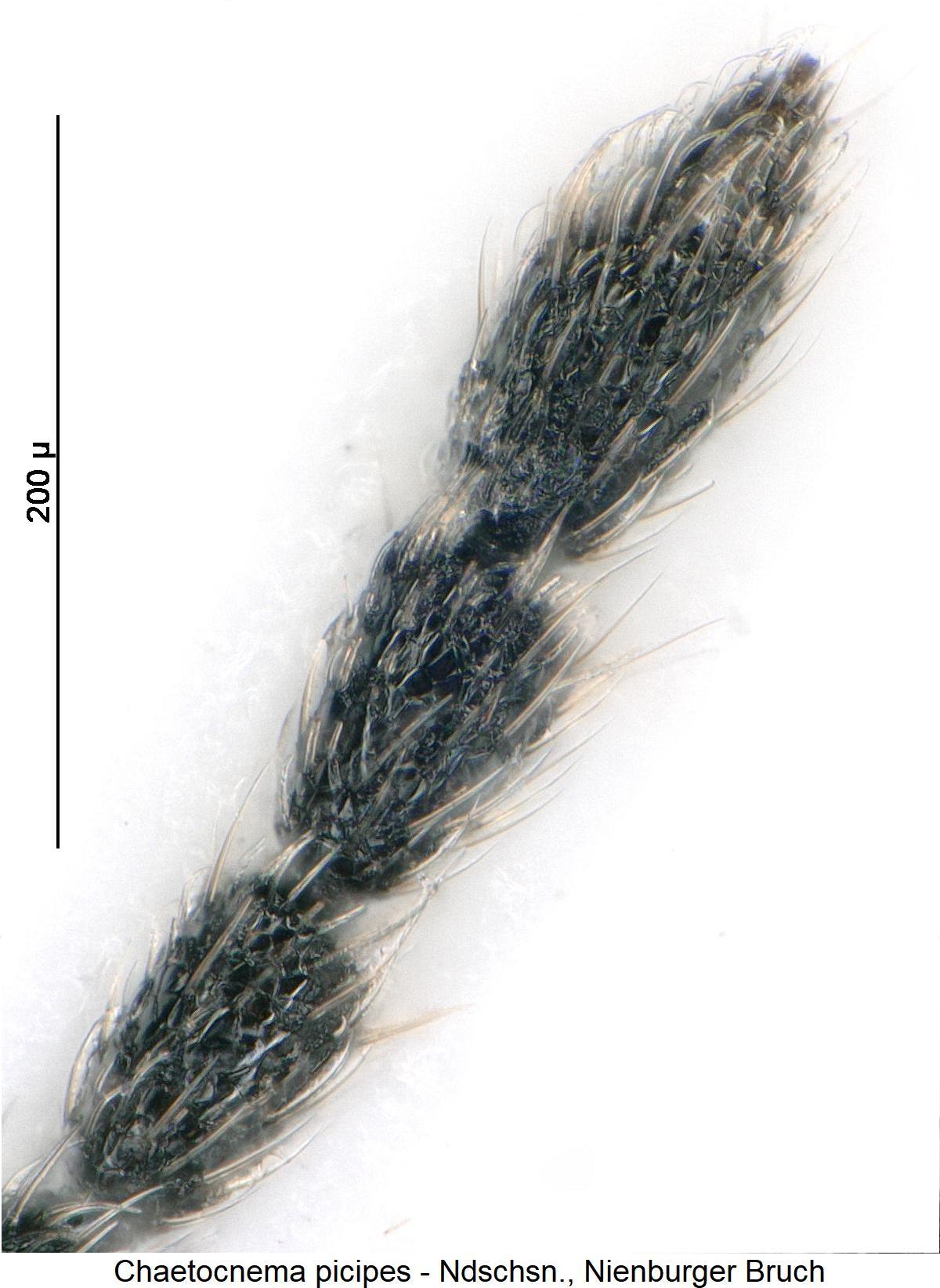 chaetocnema_picipes_f.jpg
