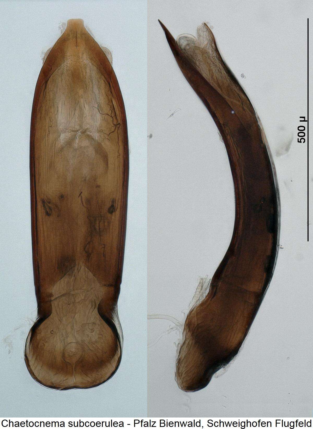 chaetocnema_subcoerulea.jpg