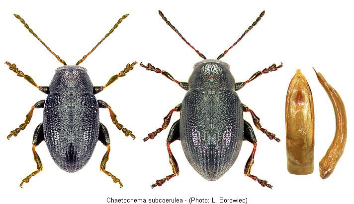 chaetocnema_subcoerulea0.jpg