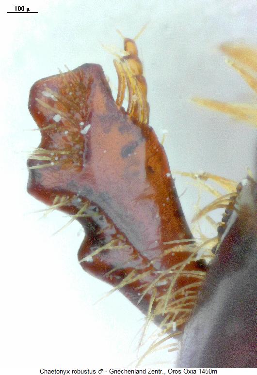 chaetonyx_robustus_vschn.jpg