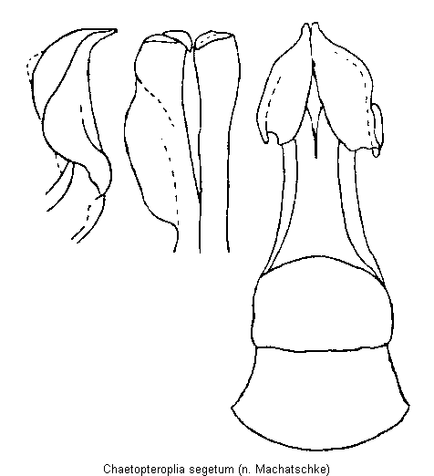 chaetopteroplia_segetum.gif