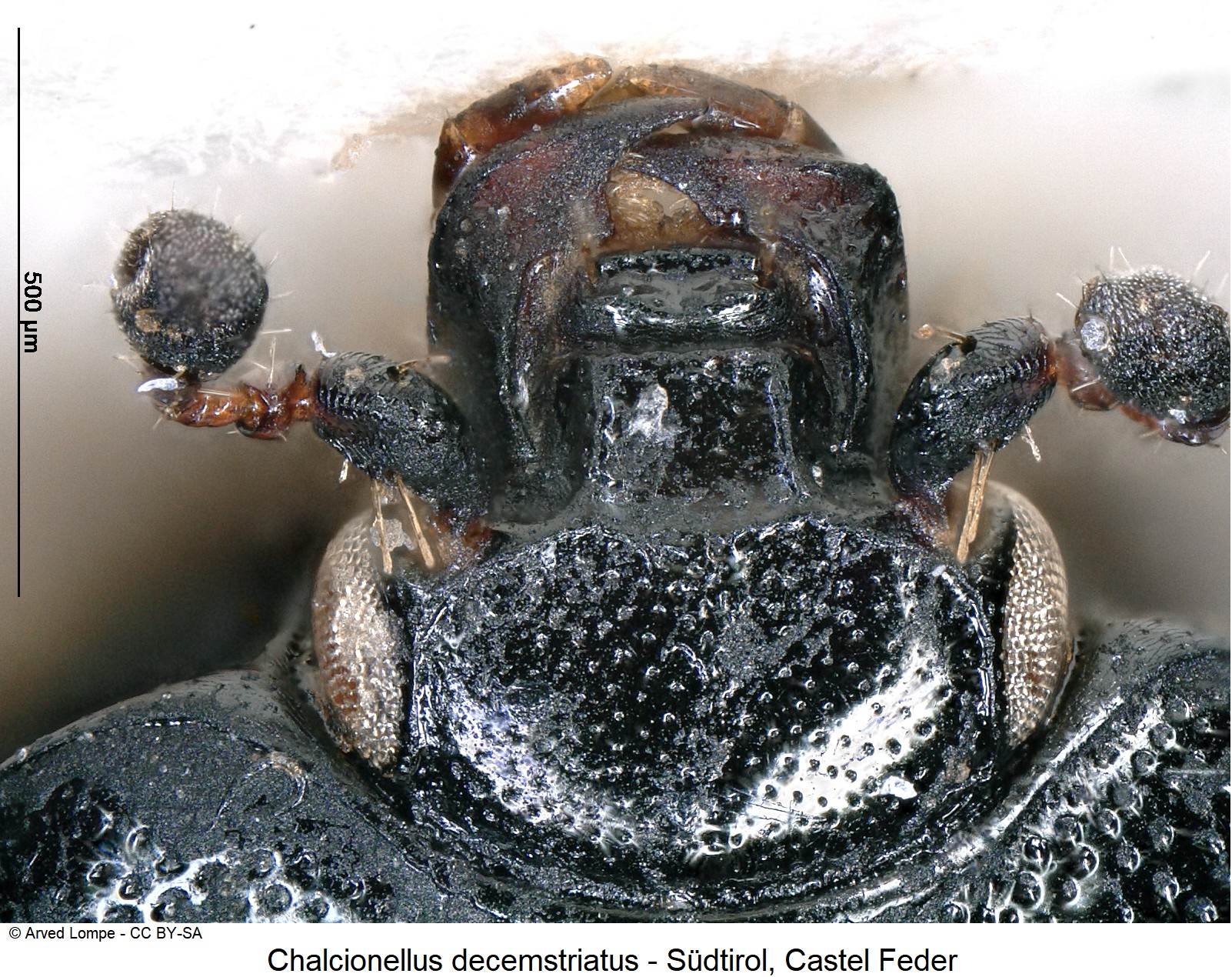 chalcionellus_decemstriatus_ck3438_k-1.jpg