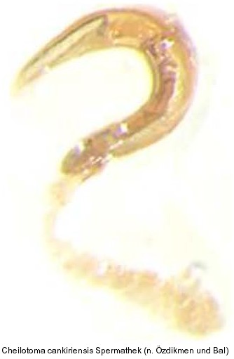 cheilotoma_cankiriensis_spt.jpg