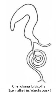 cheilotoma_fulvicollis_spt.jpg