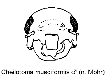 cheilotoma_musciformis_m_k.gif