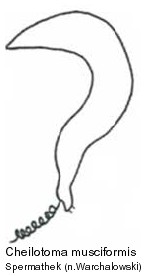 cheilotoma_musciformis_spt.jpg