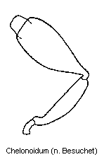 chelonoidum_kfts.gif