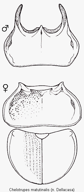 chelotrupes_matutinalis_hsch.gif