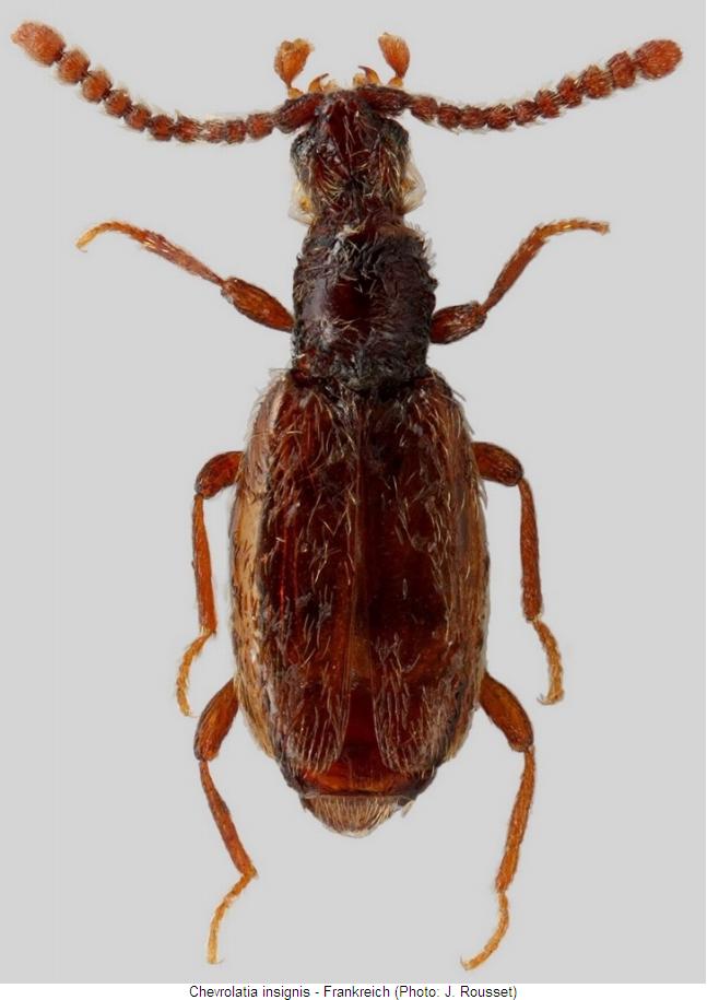 chevrolatia_insignis_hab.jpg