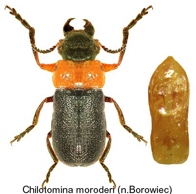 chilotomina_moroderi.jpg