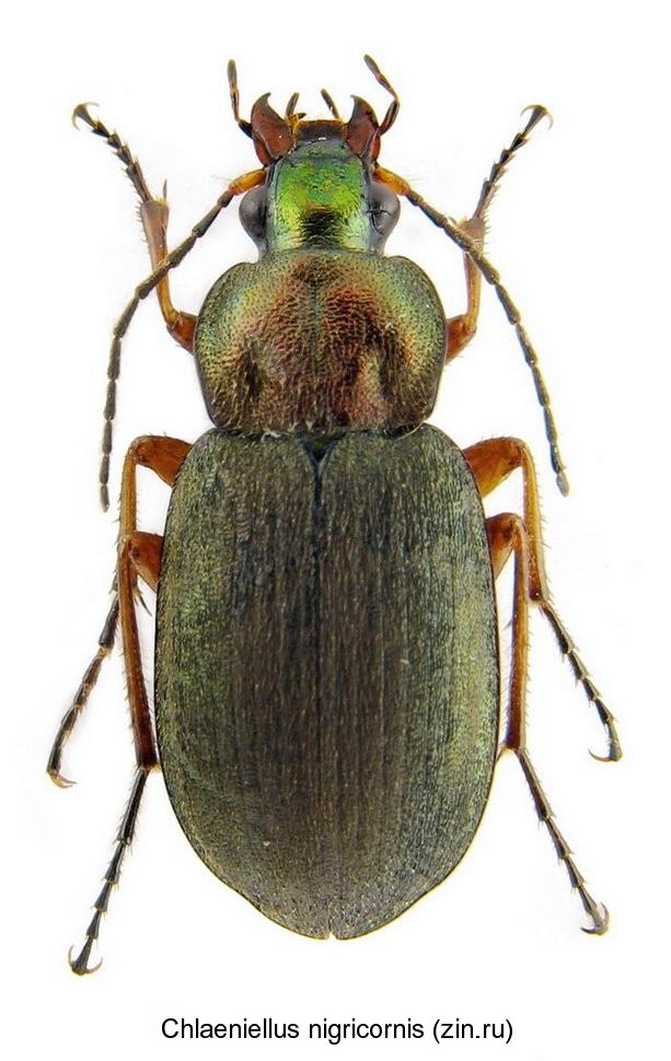 chlaeniellus_nigricornis.jpg