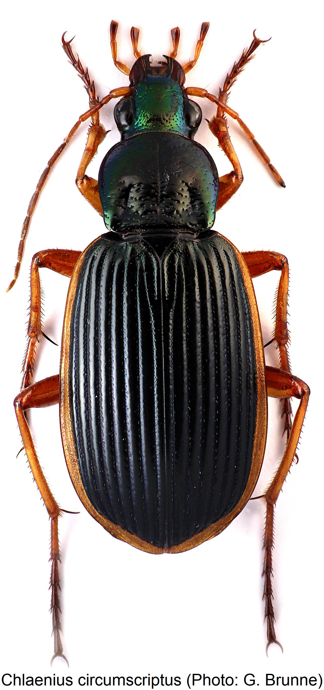 chlaenius_circumscriptus_1.jpg