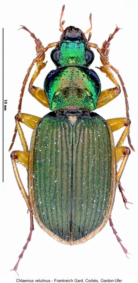 chlaenius_velutinus_hab.jpg