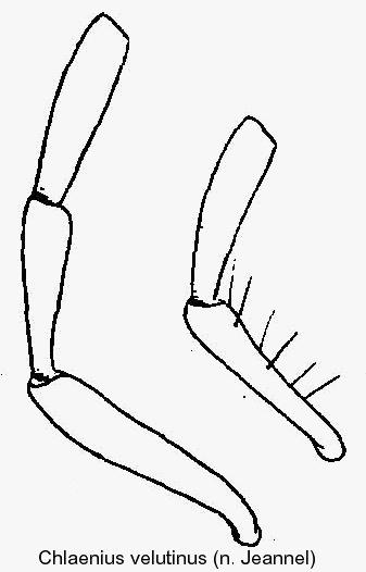 chlaenius_velutinus_palp.jpg