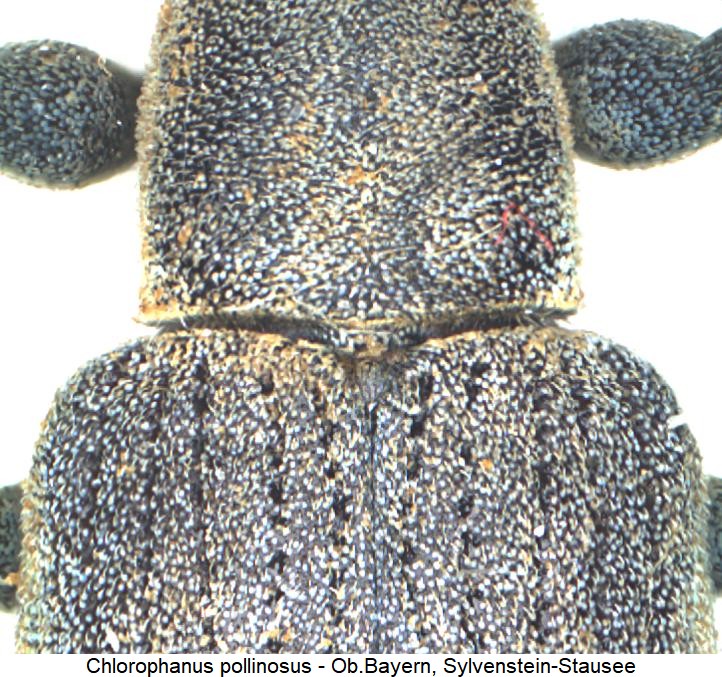 chlorophanus_pollinosus_vk.jpg