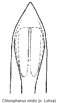 chlorophanus_viridis.gif