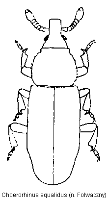 choerorhinus_squalidus_hab.gif