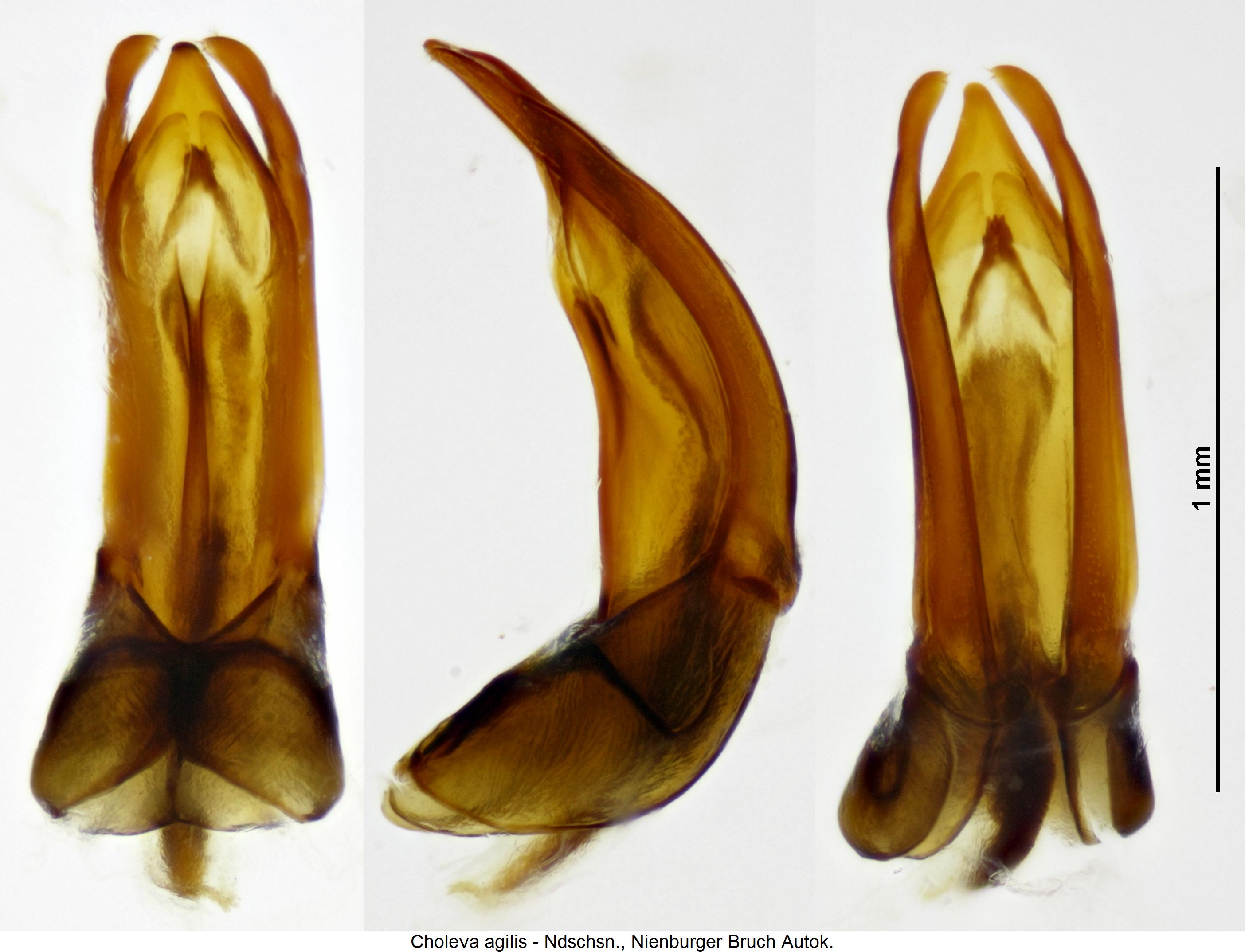 choleva_agilis.jpg