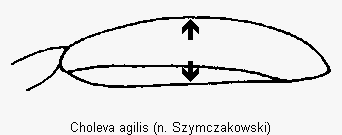 choleva_agilis_sa.gif