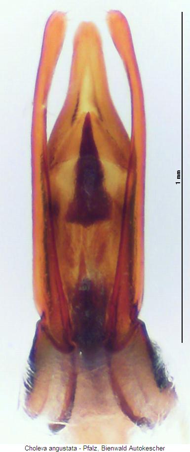 choleva_angustata.jpg