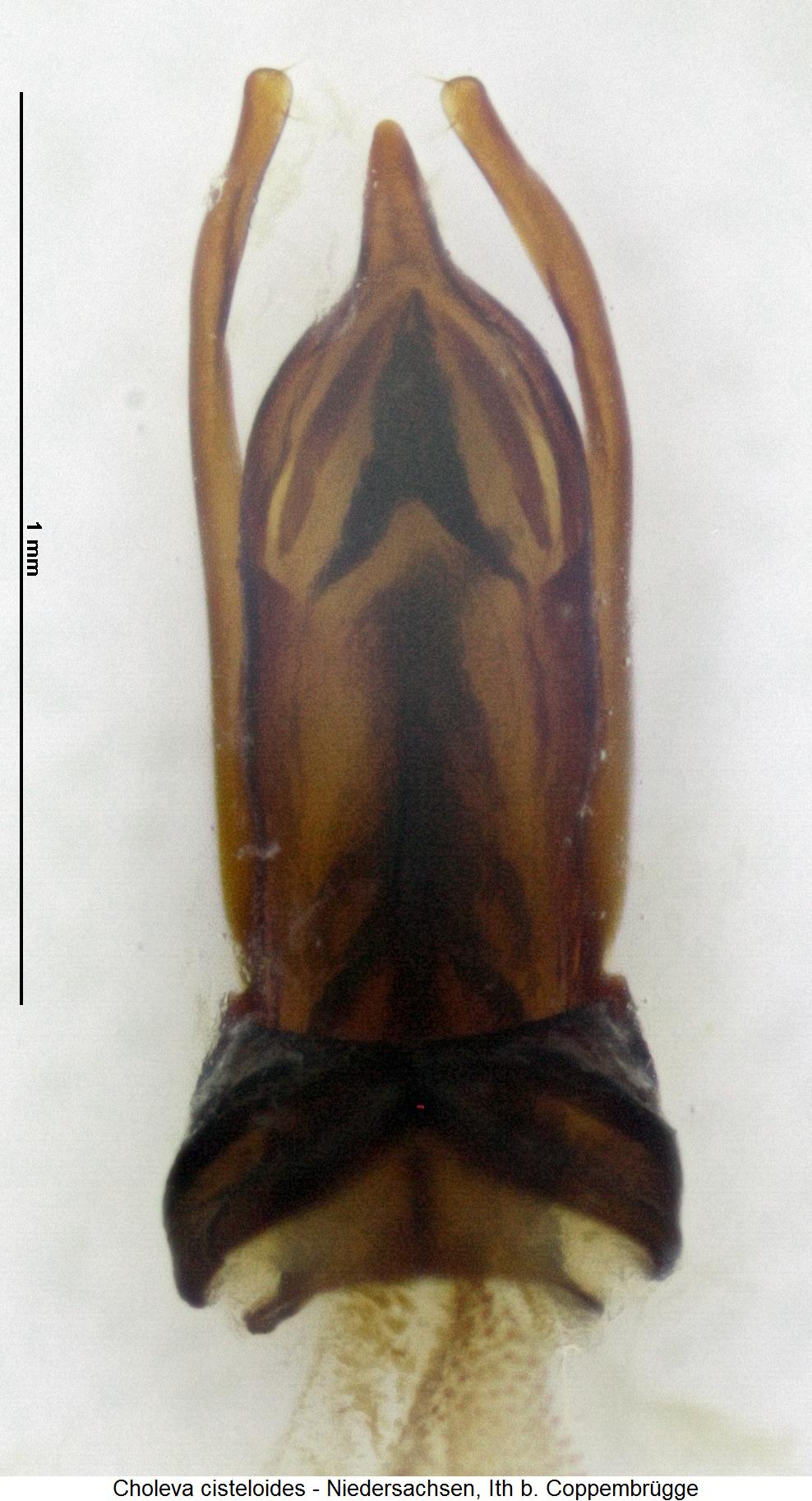 choleva_cisteloides.jpg