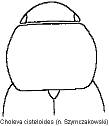 choleva_cisteloides_vk.gif