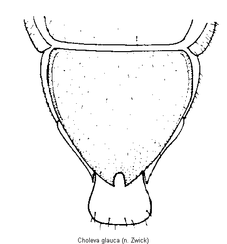 choleva_glauca_pyg.gif