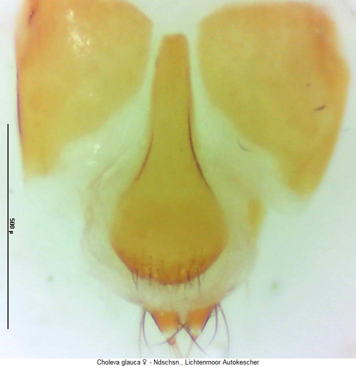 choleva_glauca_ter.jpg