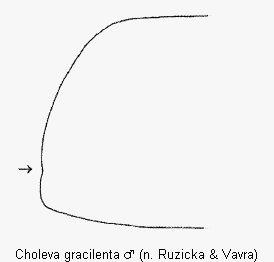choleva_gracilenta_hsch.gif
