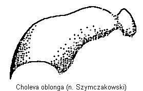 choleva_oblonga_troch.gif