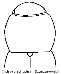 choleva_oresitropha_vk.gif