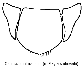 choleva_paskoviensis_gt.gif