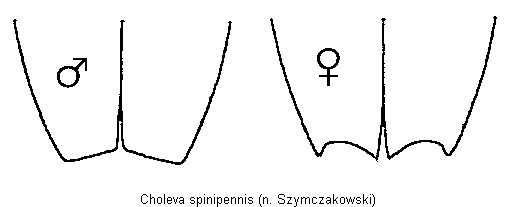 choleva_spinipennis_fld.gif