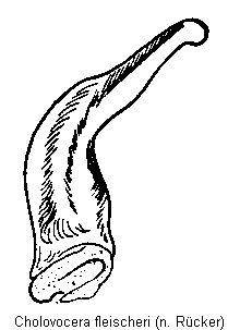 cholovocera_fleischeri.gif