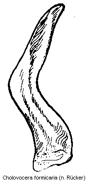 cholovocera_formicaria.gif